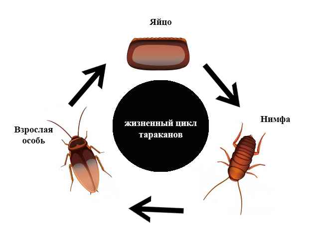 На фото описано развитие таракана